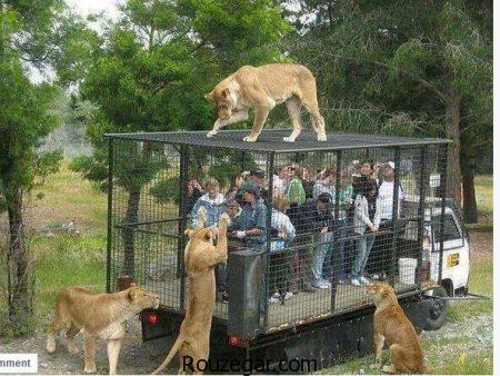  عکس باغ وحش،  عجیب ترین باغ وحش های دنیا