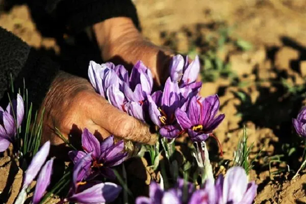 توسعه کشت طلای سرخ در شهرستان کیار