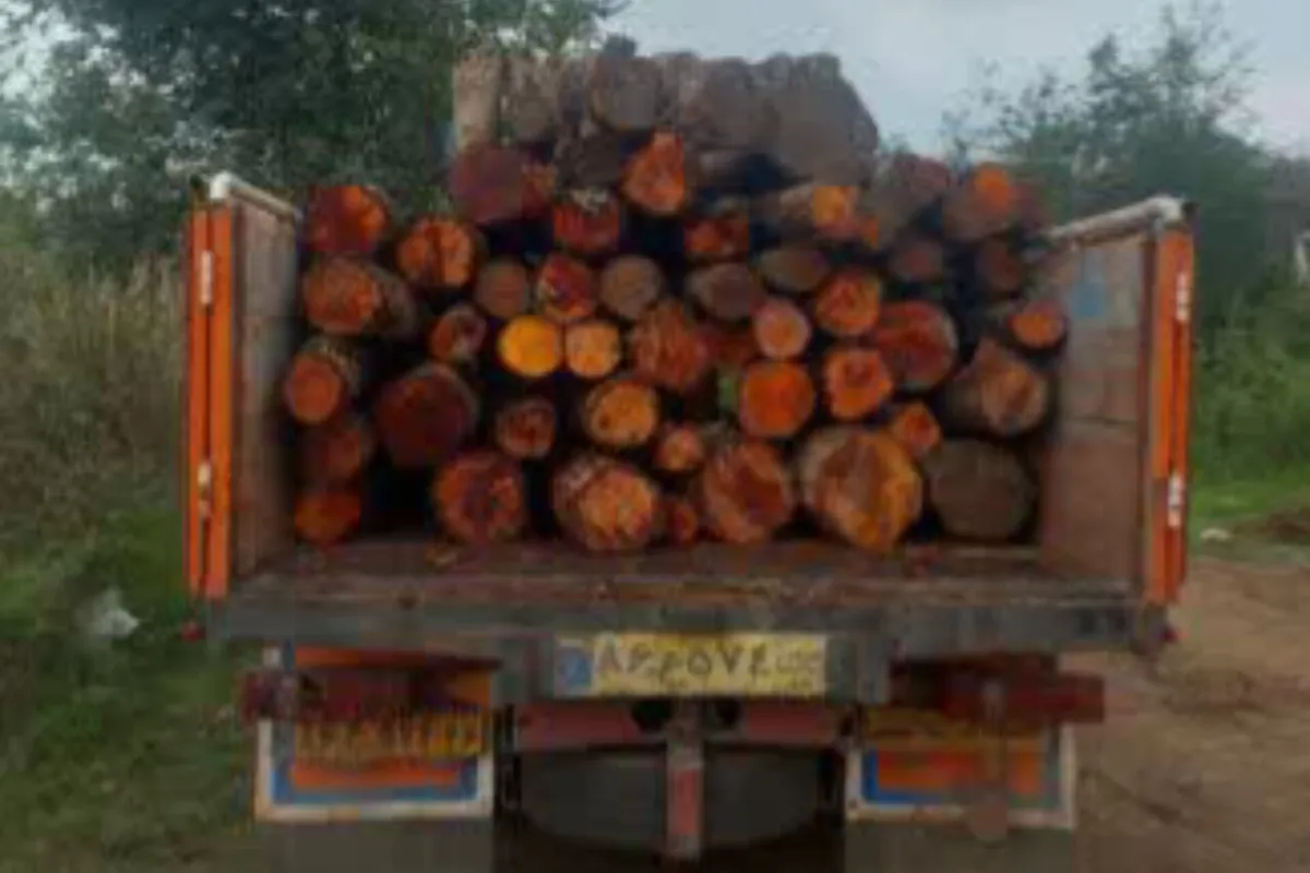 کشف محموله بزرگ چوبآلات قاچاق در لاهیجان
