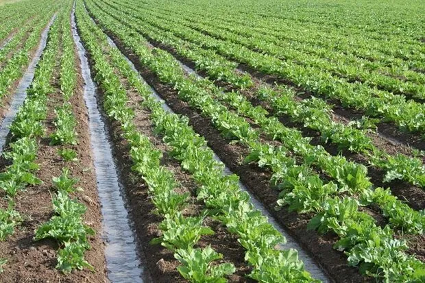 بحرانی: استان بوشهر ۱.۵ درصد تولیدات کشاورزی کشور را تأمین میکند