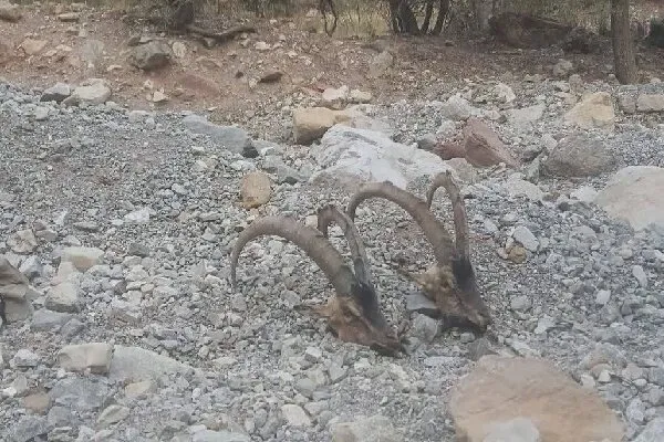 کشف لاشه دو کل بز در دنا؛شناسایی شکارچیان پس از ۱۶ ساعت رصد محیطبانان