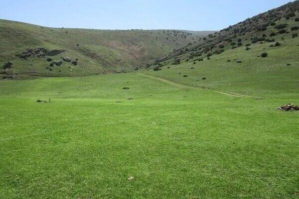 توقیف نیسان حاوی گیاه چلم در گرمسار؛ محموله، فاقد مجوز قانونی بود