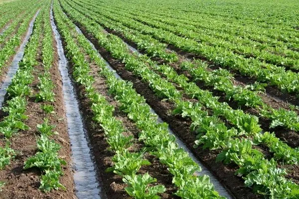 ۱۵ هزار هکتار از شالیزارهای بابل زیر کشت علوفه پاییزه میرود