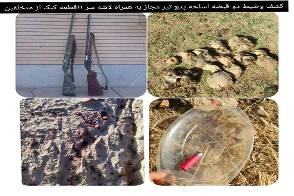 دستگیری متخلفان صید و زندهگیری پرنده سهره در منطقه حفاظت شده هلن