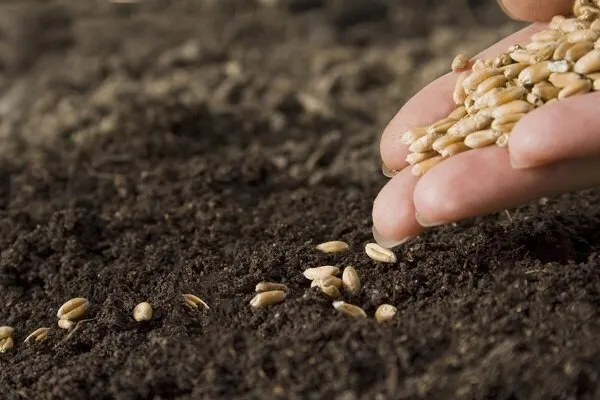 توزیع ۲ هزار و ۲۰۰ تن بذر گندم در بین کشاورزان لرستانی