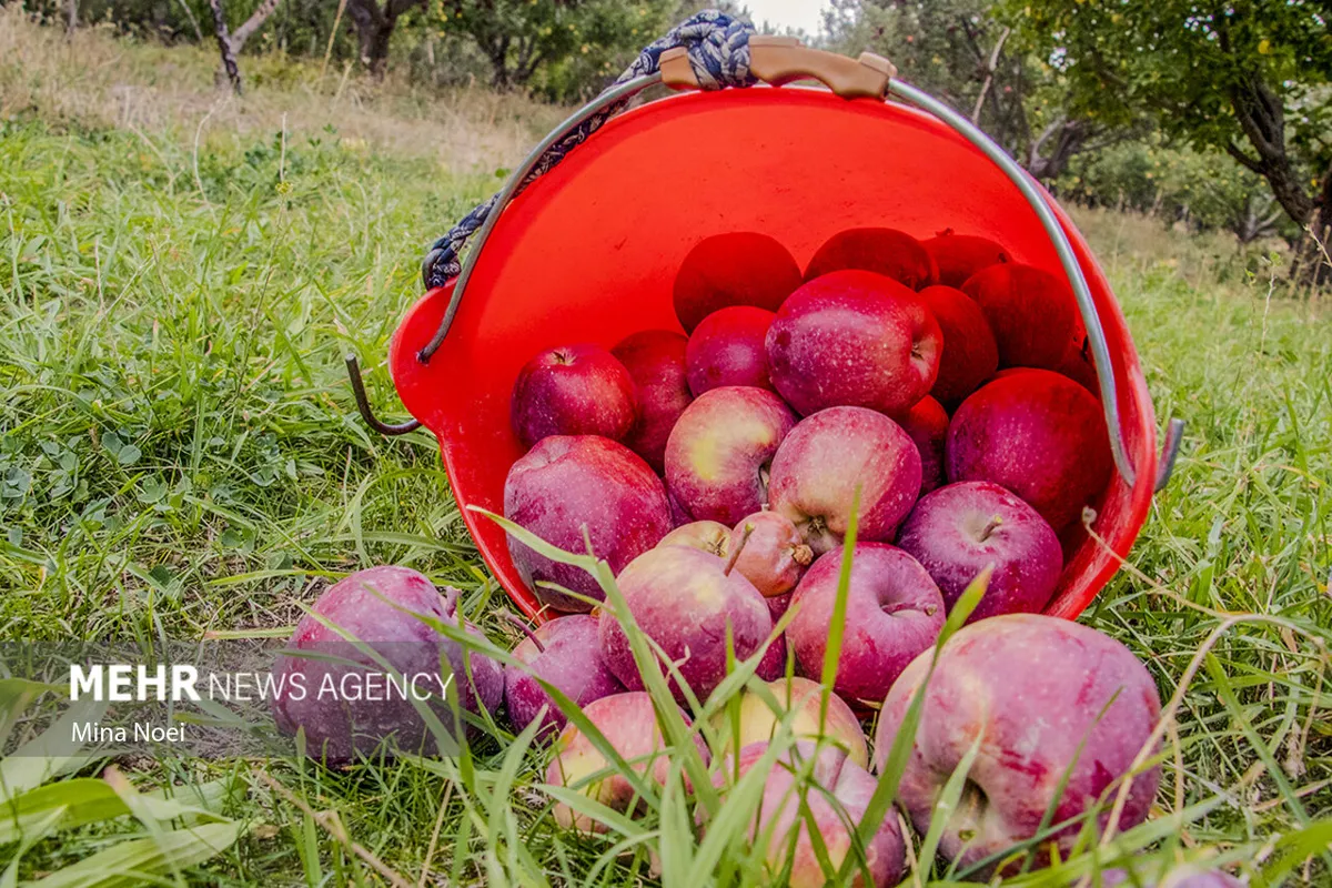 نیکزاد: برندسازی و بازاریابی بینالمللی سیب بهصورت جدی دنبال شود
