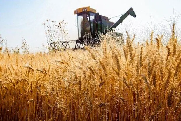 ملکی: ظرفیت ذخیرهسازی گندم در مرکزی به ۷۵۰ هزار تن رسید