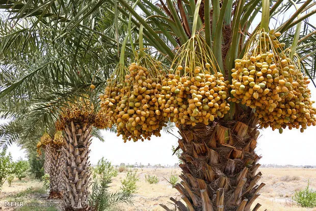 عسکری: مسائل آب، کشاورزی و محیط زیست بوشهر با جدیت پیگیری میشود