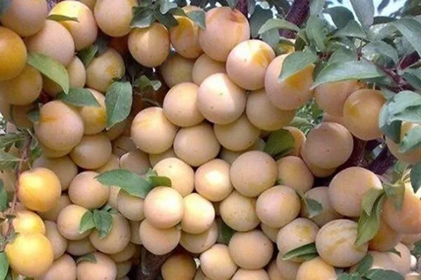 «جشنواره آلو» در اسدآباد برگزار میشود