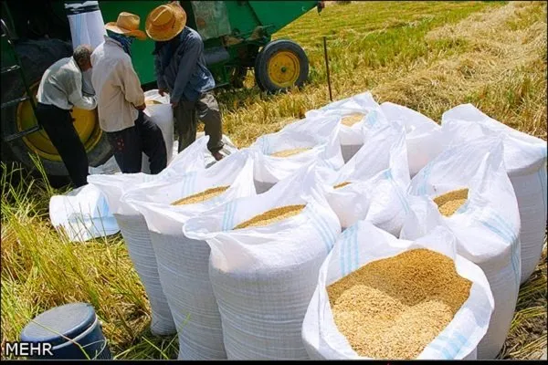 پیشبینی برداشت ۱۶ هزار تن شلتوک از مزارع خرمشهر