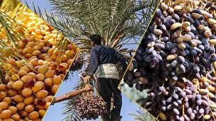 خرید ۸۰ هزار تُن خرما از نخلداران شادگان