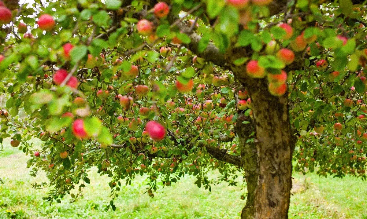 معرفی ظرفیتهای کشاورزی اشنویه در جشنواره سیب
