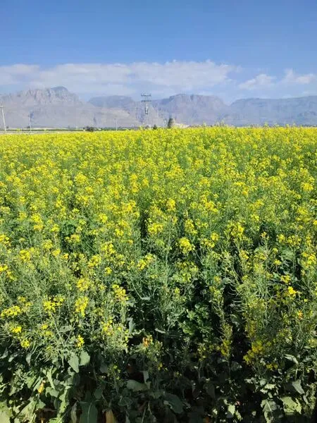 پیشبینی افزایش سطح زیرکشت کلزا در داراب به ۱۱۰۰ هکتار