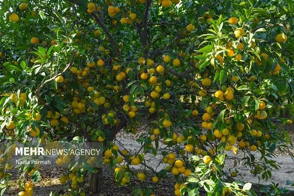 برداشت ۱۵ هزار تن نارنگی از باغهای بابلسر پیشبینی شد