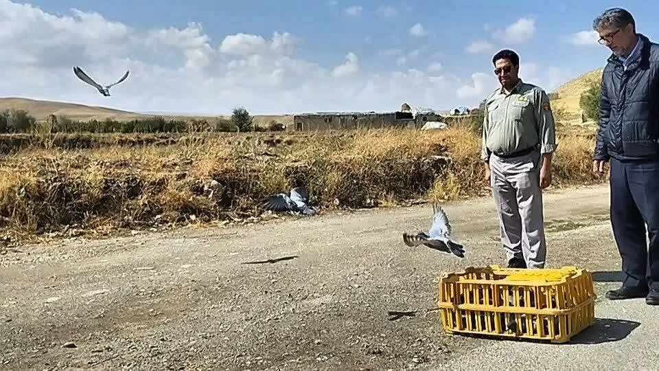 شکارچی متخلف در تکاب دستگیر شد