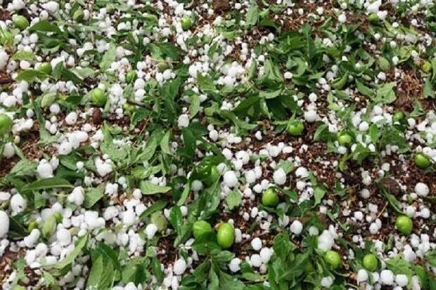 تگرگ ۱۵۰ میلیارد تومان به باغات پیرانشهر خسارت زد