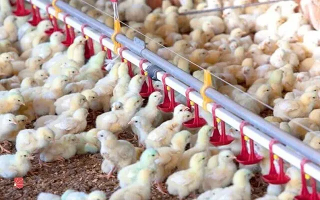 جوجهریزی ۷ میلیون قطعهای در چهارمحالوبختیاری/ ۴۵۰۰ تن تخممرغ تولید شد