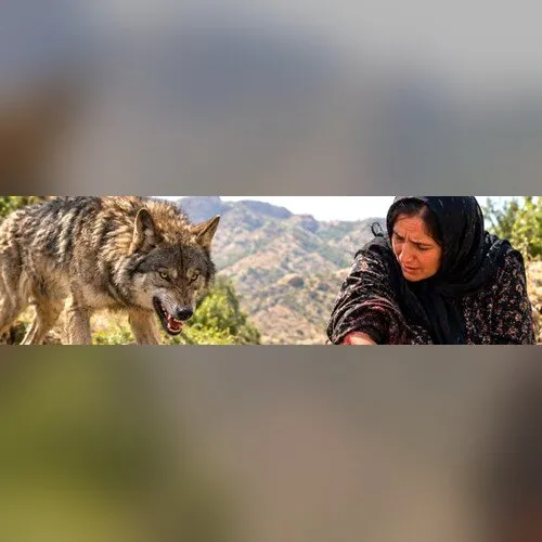 حمله گرگ به بانوی ۴۸ ساله در شهرستان لردگان