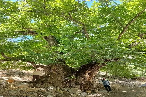 کهنترین درخت گردوی ایران در لرستان ثبت ملی شد