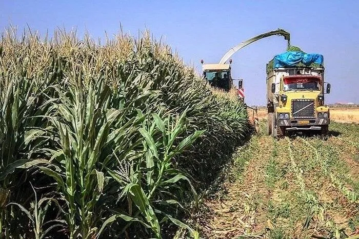 پیشبینی برداشت ۲۳ هزار تن ذرت علوفهای در مزارع خواف