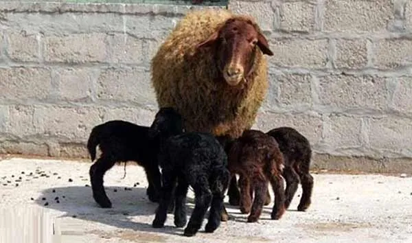 مشارکت ۱۷۰ روستای زنجان در طرح اصلاح نژاد گوسفند افشاری