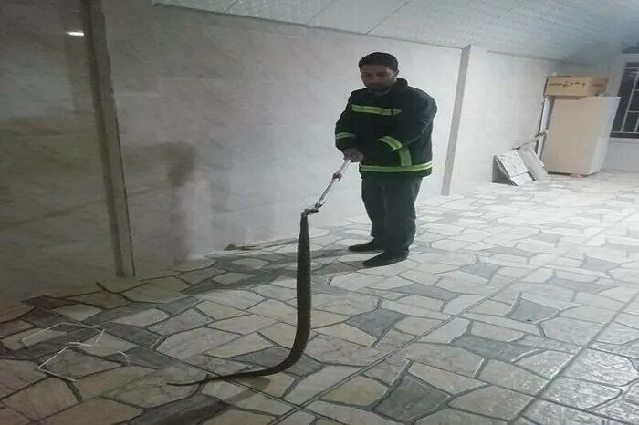زندهگیری ۲۹۴ حلقه مار در کاشان