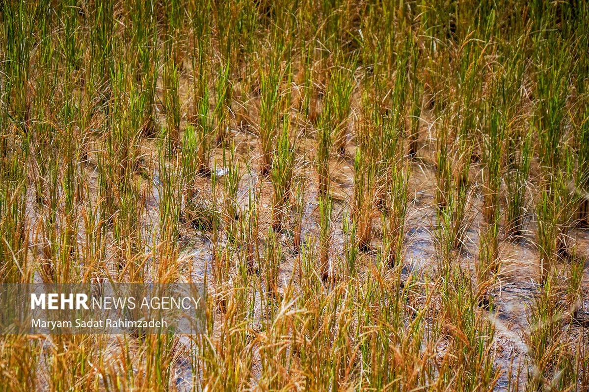 برداشت برنج از شالیزارهای سیروان آغاز شد