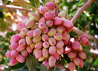 رونق برداشت پسته در خاتم
