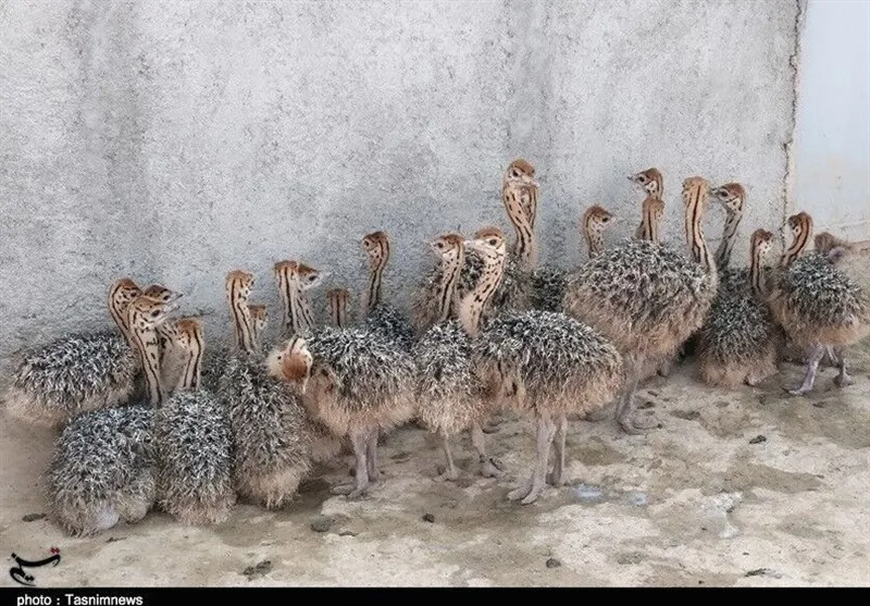 اخبار سیستان , نظام مسائل استان سیستان و بلوچستان ,