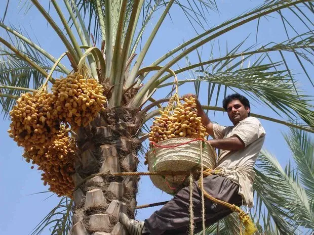 خرما؛ شاهکلید رشد اقتصادی و توسعه اشتغال سیستانوبلوچستان