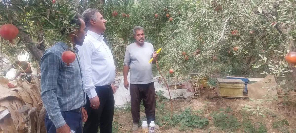 آغاز عملیات طعمه‌پاشی در ۳۰ هکتار از باغات انار اشکذر برای مقابله با مگس میوه مدیترانه‌ای