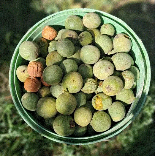 باغداران آذربایجان غربی  ۱۰ هزار تن گردوی خشک برداشت می کنند