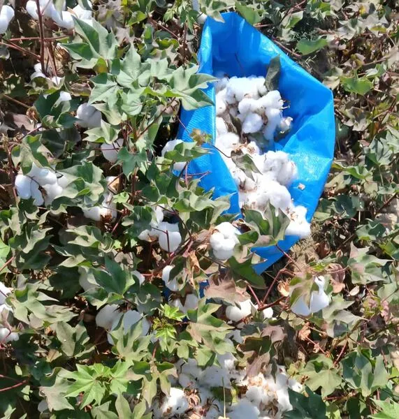 آغاز برداشت پنبه از مزارع زریندشت
