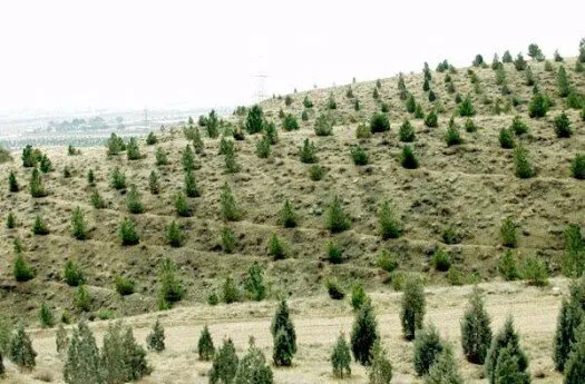 تولید ۱۱.۴ میلیون نهال در زنجان؛ چند اصله در دل طبیعت کاشته شد؟