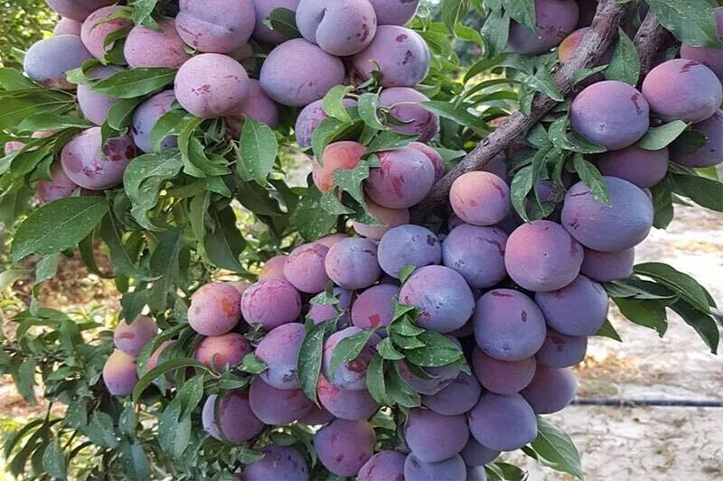 ارومیه قطب اصلی تولید آلو در آذربایجانغربی