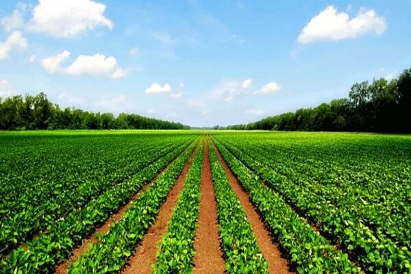 ضرورت اخذ مجوز برای تغییر کاربری اراضی کشاورزی در خوزستان