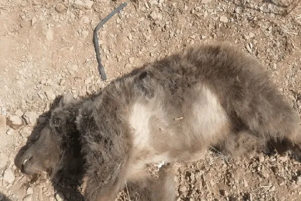 تلف شدن خرس ماده بر اثر تصادف در بزرگراه شیراز-اصفهان
