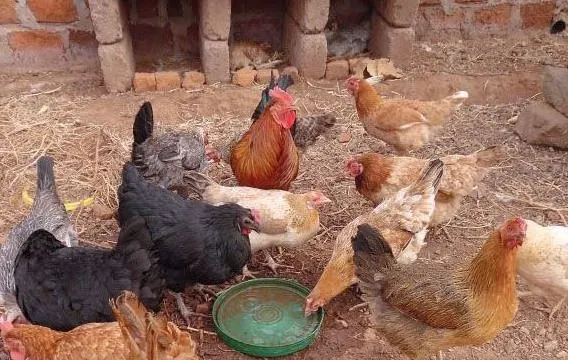 ایجاد اشتغال خانگی با پرورش مرغ بومی در منطقه سیستان