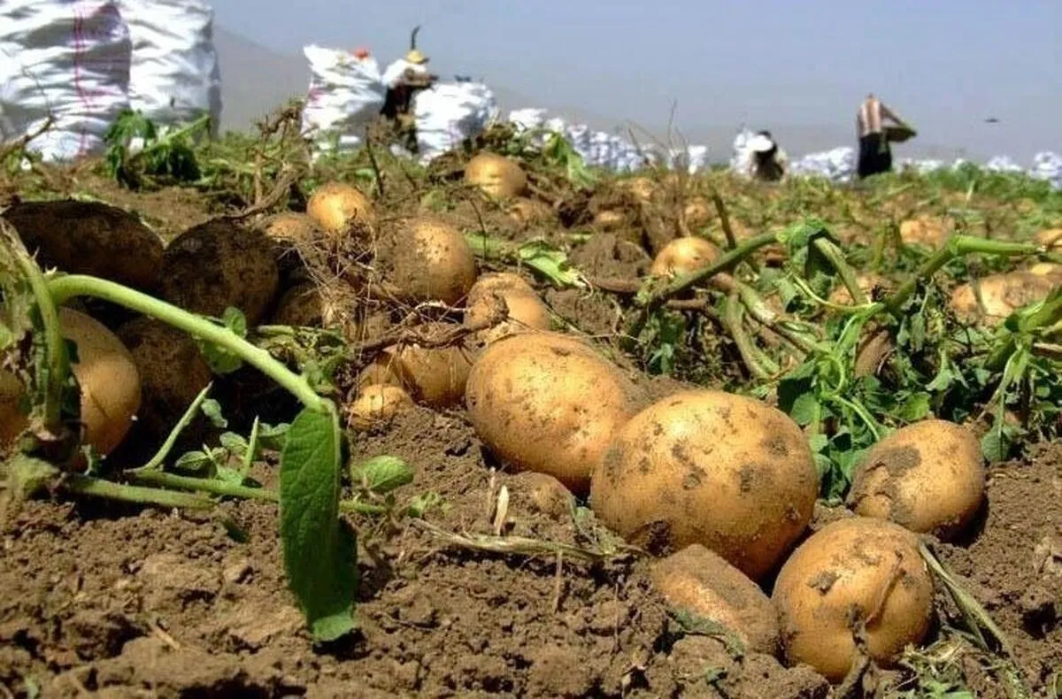 آغاز برداشت سیبزمینی پاییزه در استان اصفهان