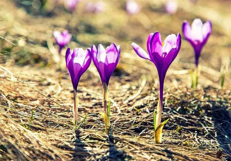 زعفران؛فرصتی برای تغییر الگوی کشاورزی و تقویت اقتصاد چهارمحالوبختیاری