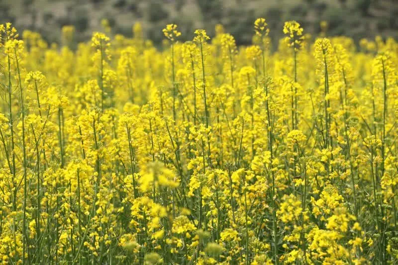 کشت ۷۳ هزار هکتاری کلزا در خوزستان وابستگی به واردات را کاهش میدهد