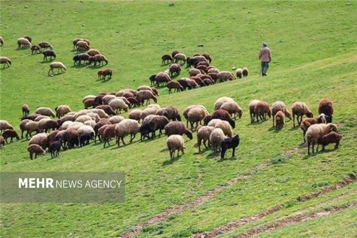 وجود ۱۳ هزار خانوار بهرهبردار در مراتع استان ایلام