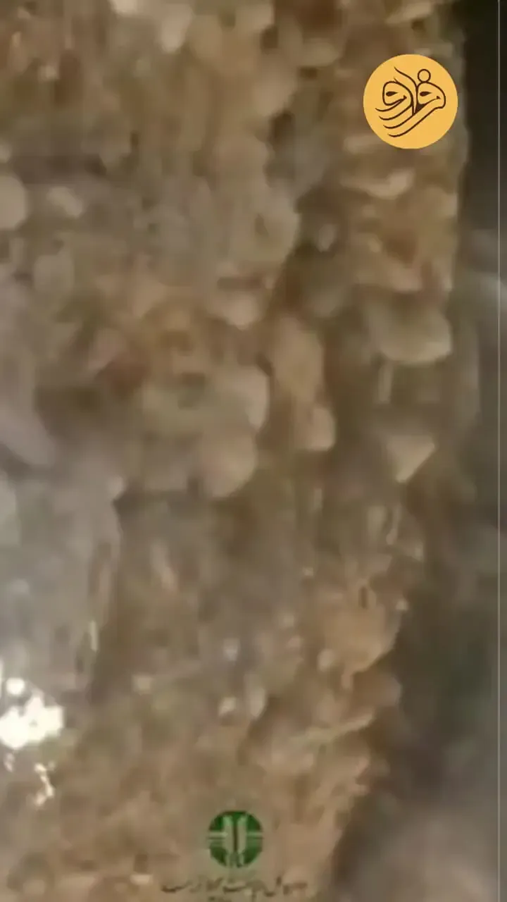 رصد گربه بازیگوش پالاس در سمنان
