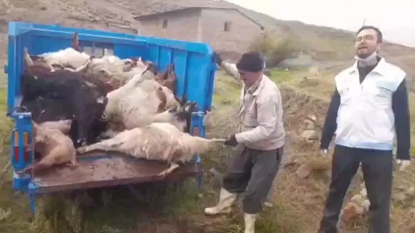 تلف شدن ۴۶ رأس دام سبک بر اثر آتشسوزی در هوراند