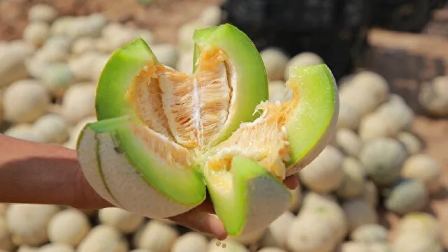 برداشت ۶۵ هزار تن خربزه در خوزستان