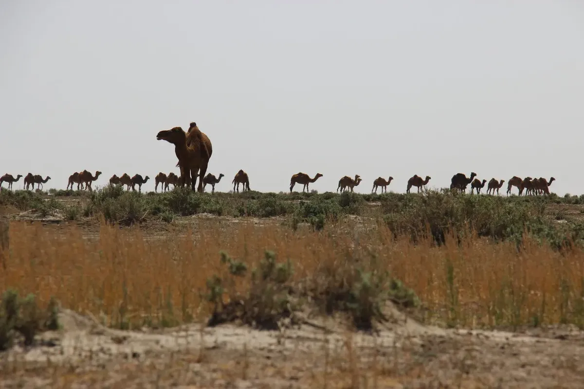 بحران فرونشست زمین در جنوب کرمان؛ خطر بیخ گوش دشتها