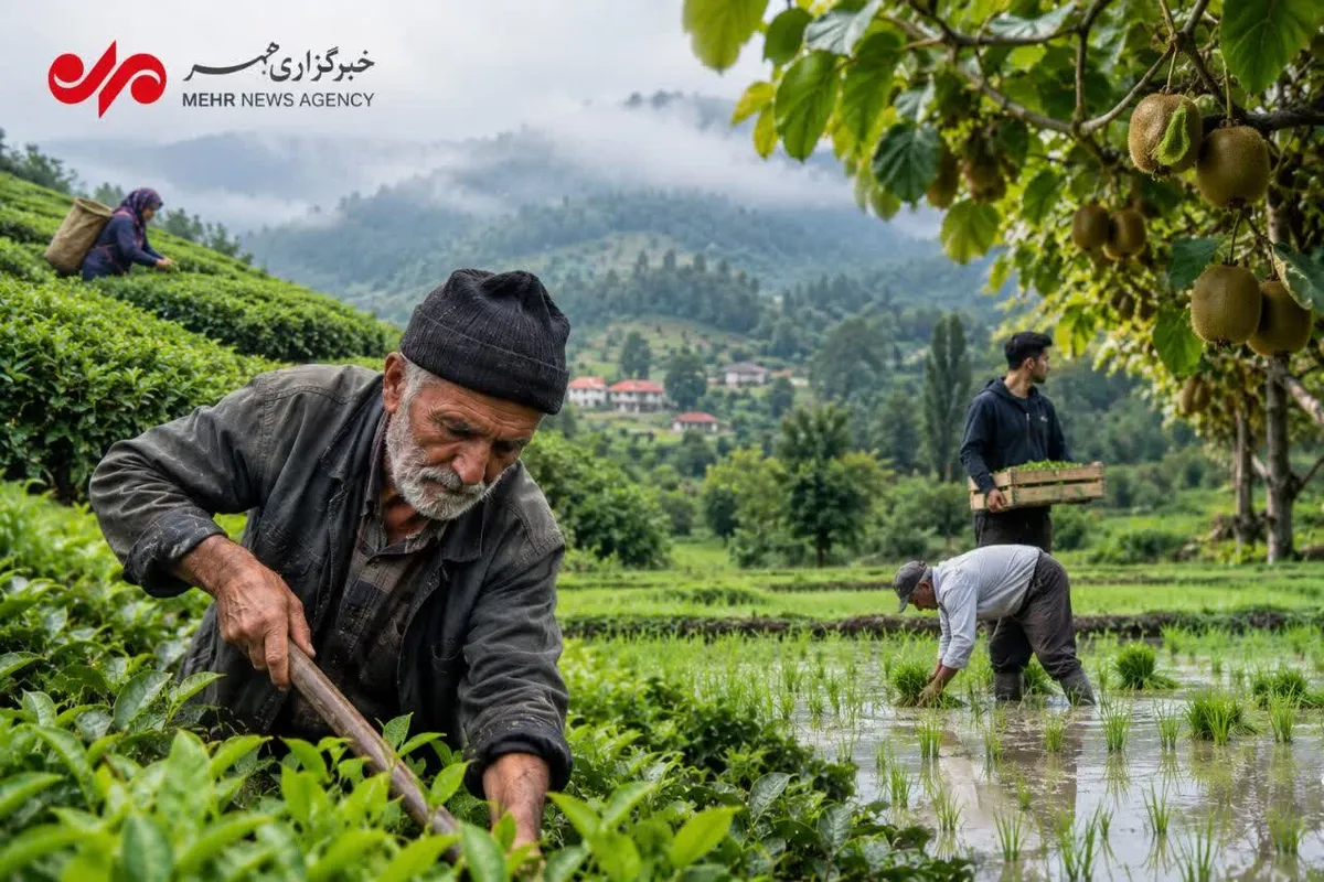 کشاورزی گیلان در محاصره سالمندی؛ جوانان کجای زمین ایستادهاند؟