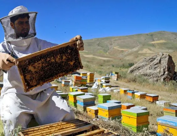 فعالیت ۱۷۹ زنبورستان در سیستان و بلوچستان