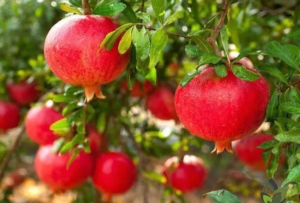 تولید ۵۰ هزار تن انار در شهرستان خفر
