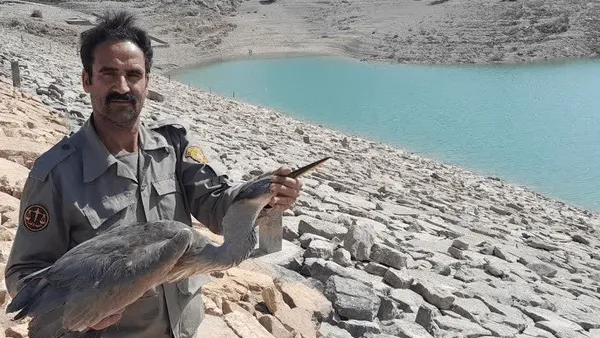 رهاسازی حواصیل خاکستری در پهنه طبیعت دالانکوه